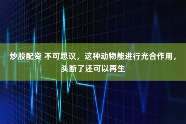 炒股配资 不可思议，这种动物能进行光合作用，头断了还可以再生